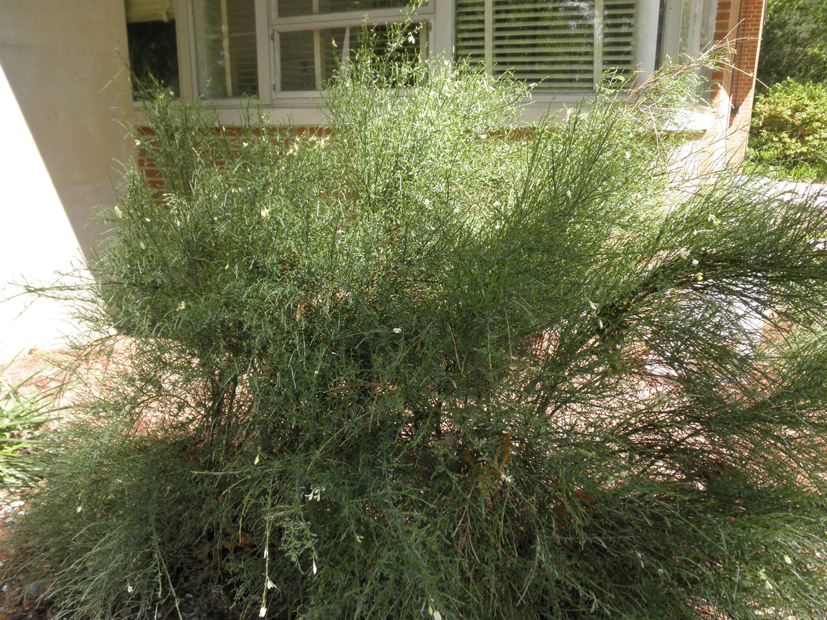 سیتیسوس یا طاووسی